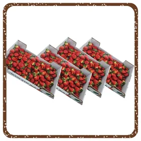 תות שדה בתפזורת (כ-4 קילו)