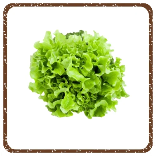 חסה לאליק שטופה