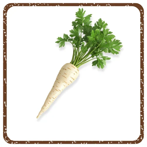 שורש פטרוזליה